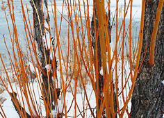 willow, snow & ice